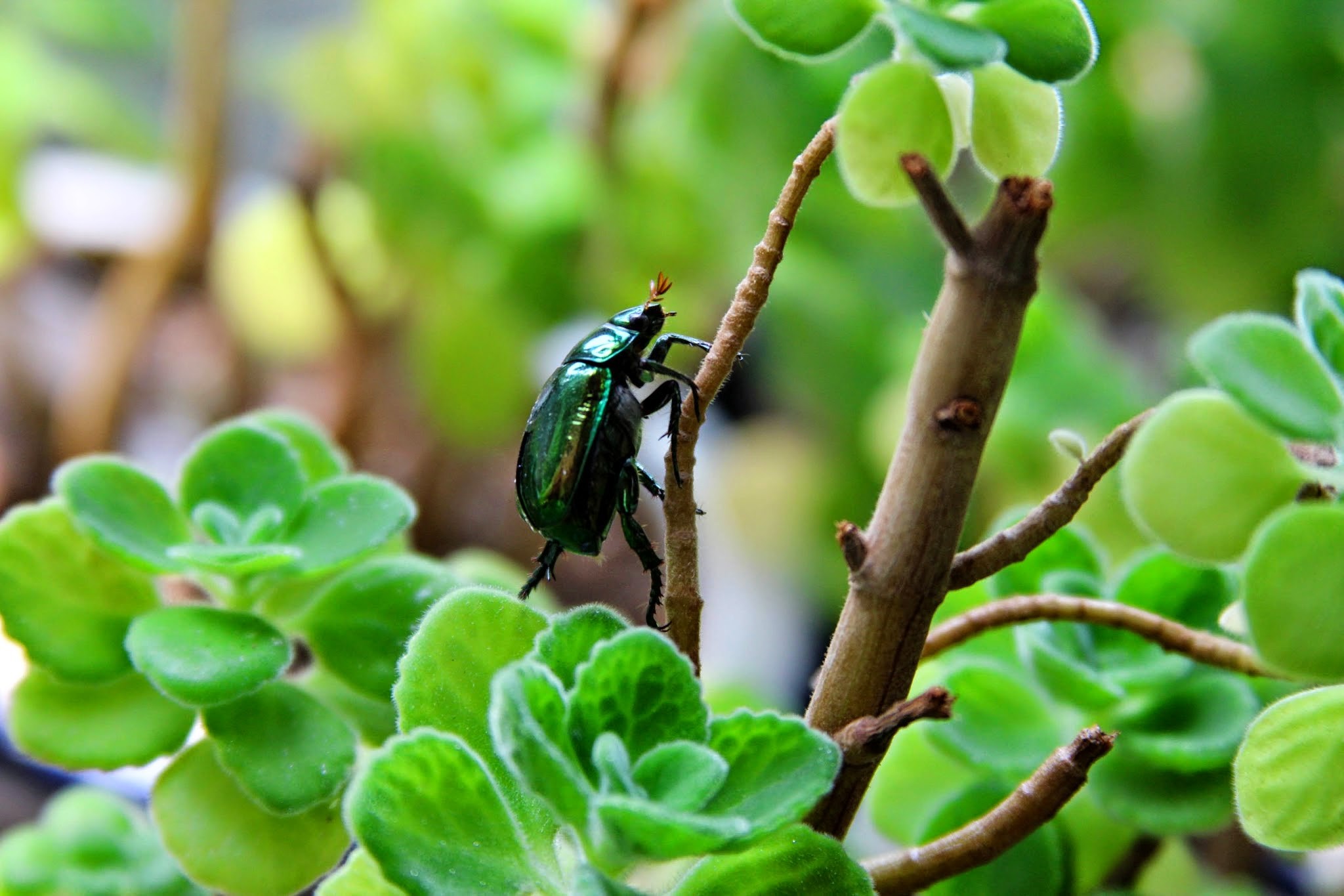 painting of man hiking in snow